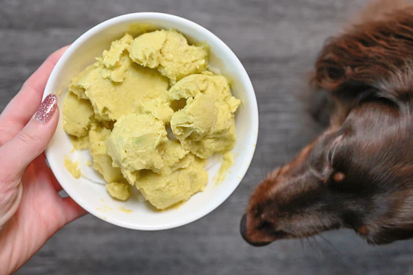 can dogs eat avocado ice cream safely