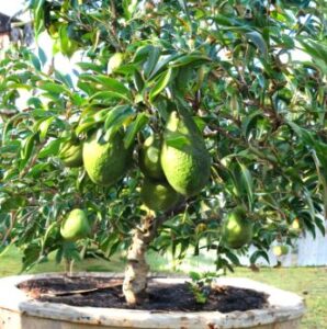 How to Grow an Avocado Tree