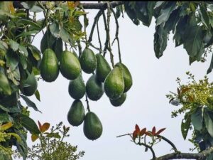 How Long Does it Take to Grow an Avocado Tree?