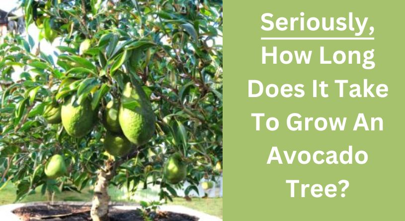 How Long Does it Take to Grow an Avocado Tree